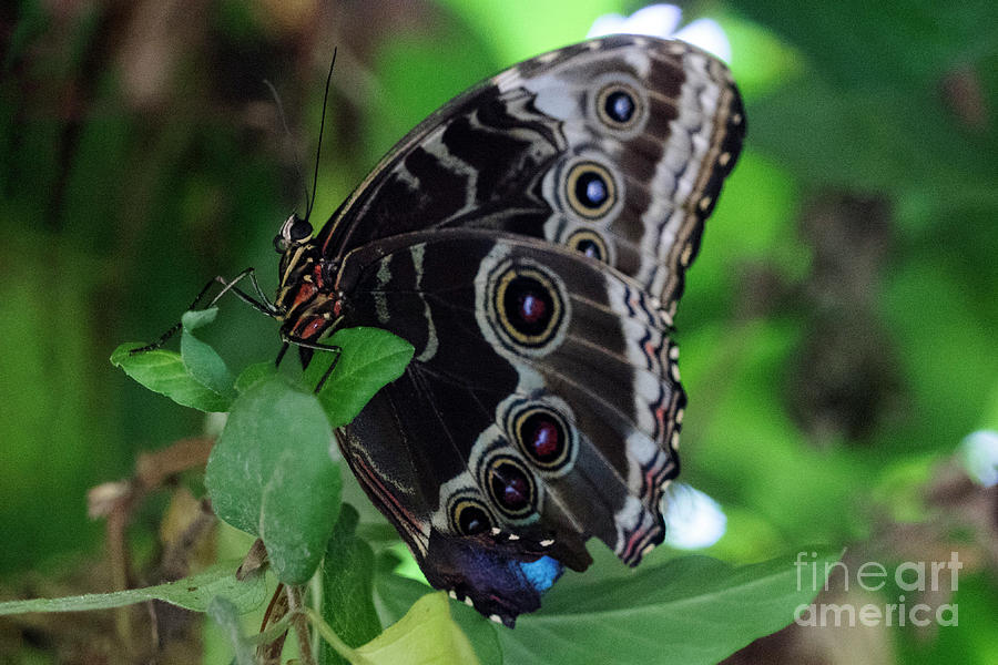 Blue Morpho Butterfly Photograph by Carol Bilodeau - Fine Art America