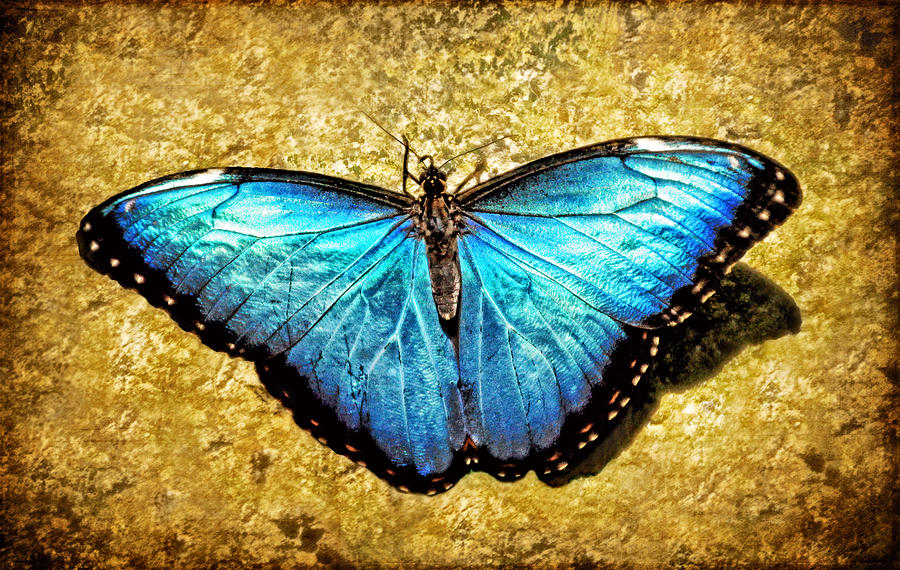 Blue Morpho Butterfly Photograph by Carolyn Derstine