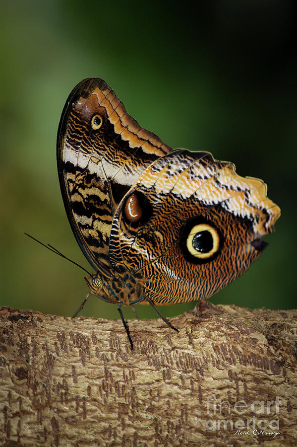 Butterfly Photograph - Blue Morpho Butterfly Cecil B Day Butterfly Center Art by Reid Callaway