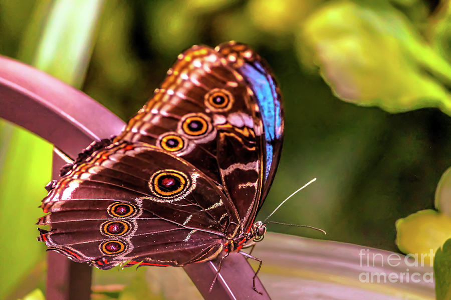 Blue Morpho butterfly Photograph by Claudia M Photography