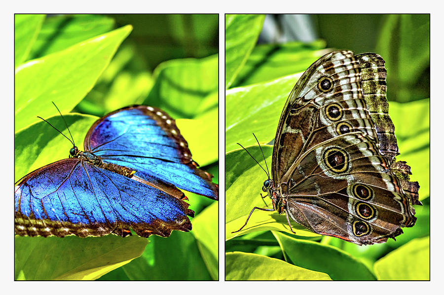 Blue Morpho Butterfly Diptych Photograph by Steve Harrington