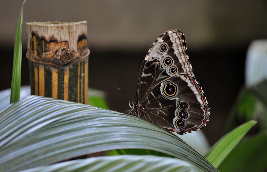 Butterfly Photograph - Blue Morpho Butterfly eyespots by Debra  Miller
