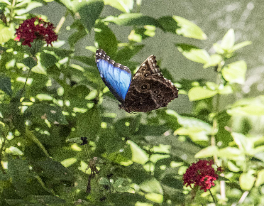 Blue morpho butterfly flying showing both sides of wings Photograph by William Bitman