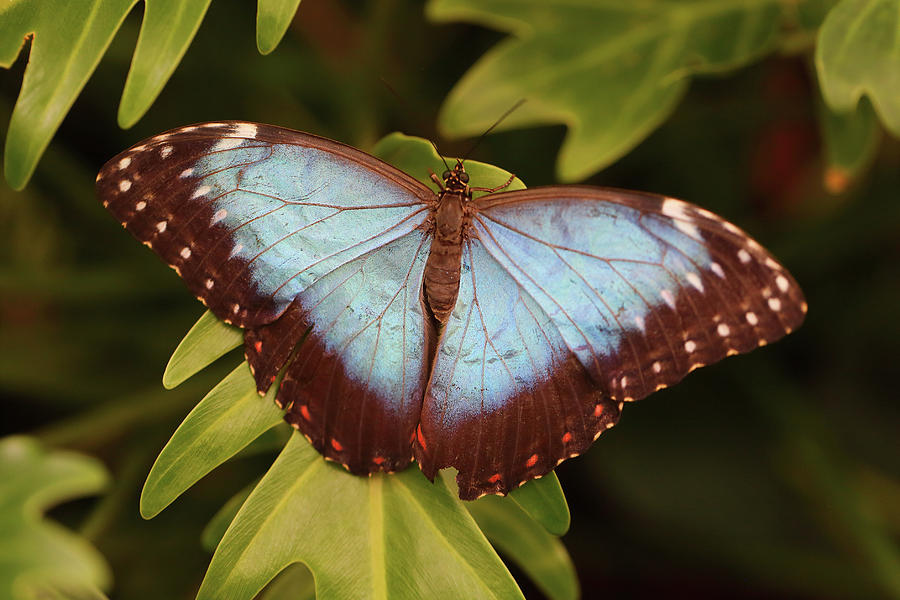 Blue morpho butterfly from above Photograph by Paul Cowan