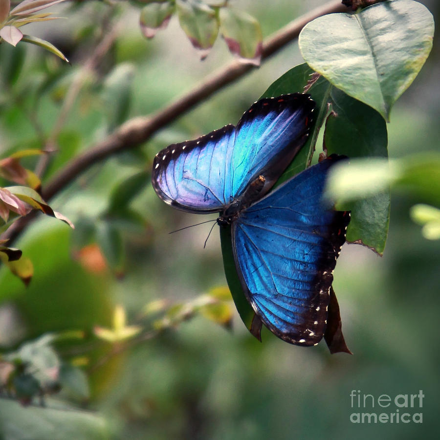Butterfly Photograph - Blue Morpho Butterfly by Glennis Siverson