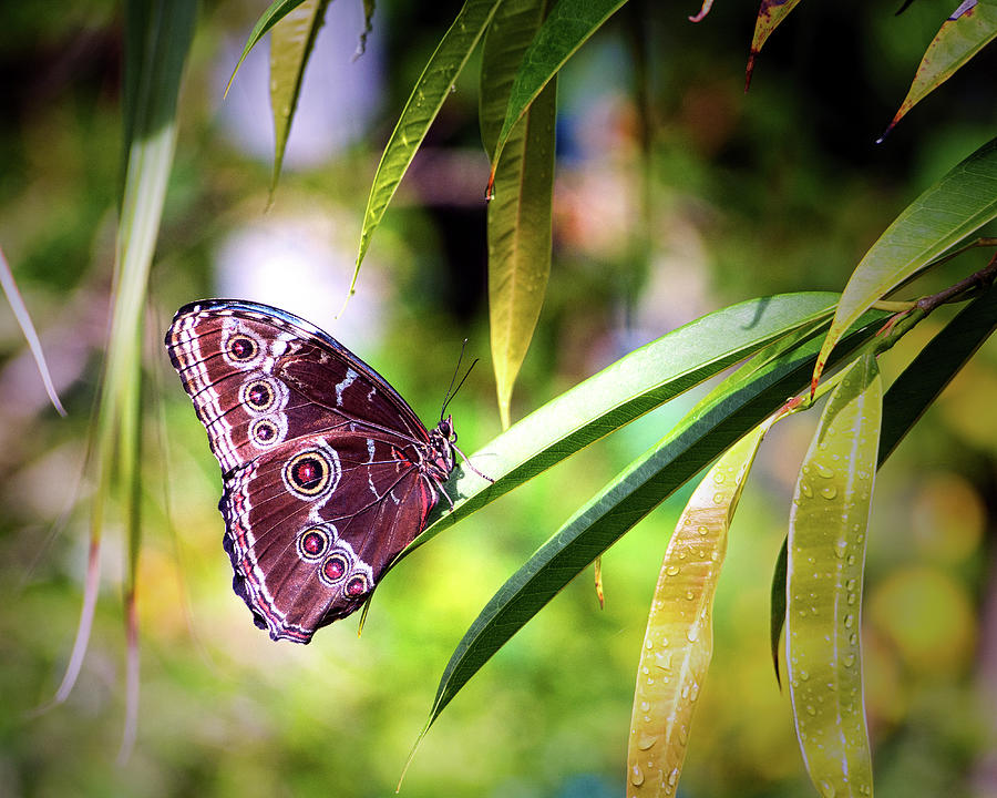 Blue Morpho Butterfly In St. Thomas Photograph