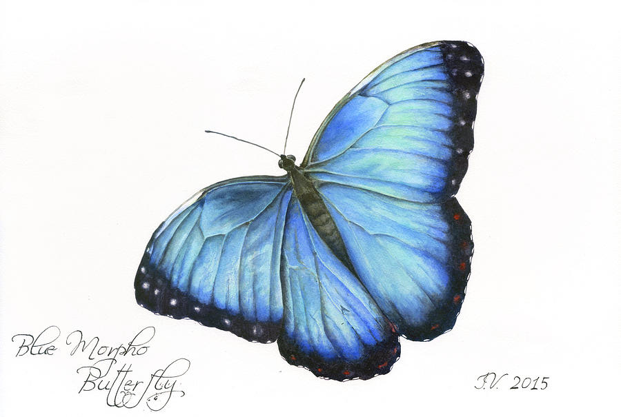 Blue Morpho Butterfly Painting by Irina Viatkina - Fine Art America