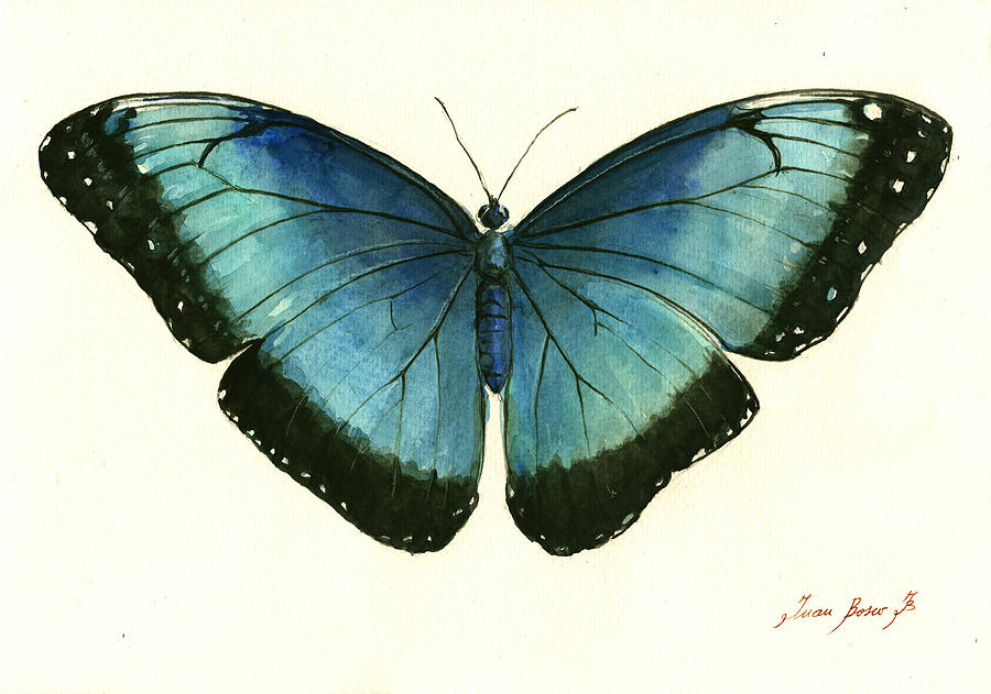 Butterfly Painting - Blue Morpho butterfly by Juan Bosco
