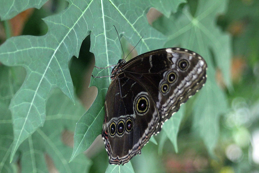 Blue Morpho Butterfly Photograph by Kathleen McKenna | Fine Art America