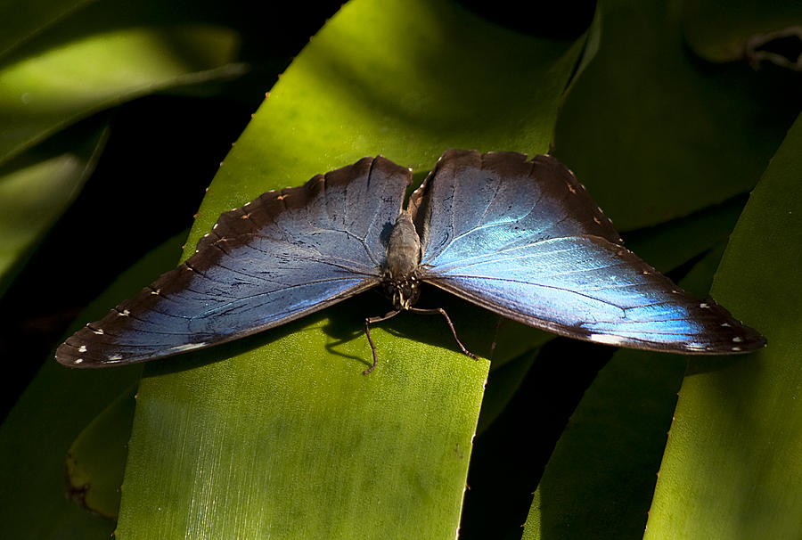 Blue Morpho Butterfly Photograph by Kenneth Albin