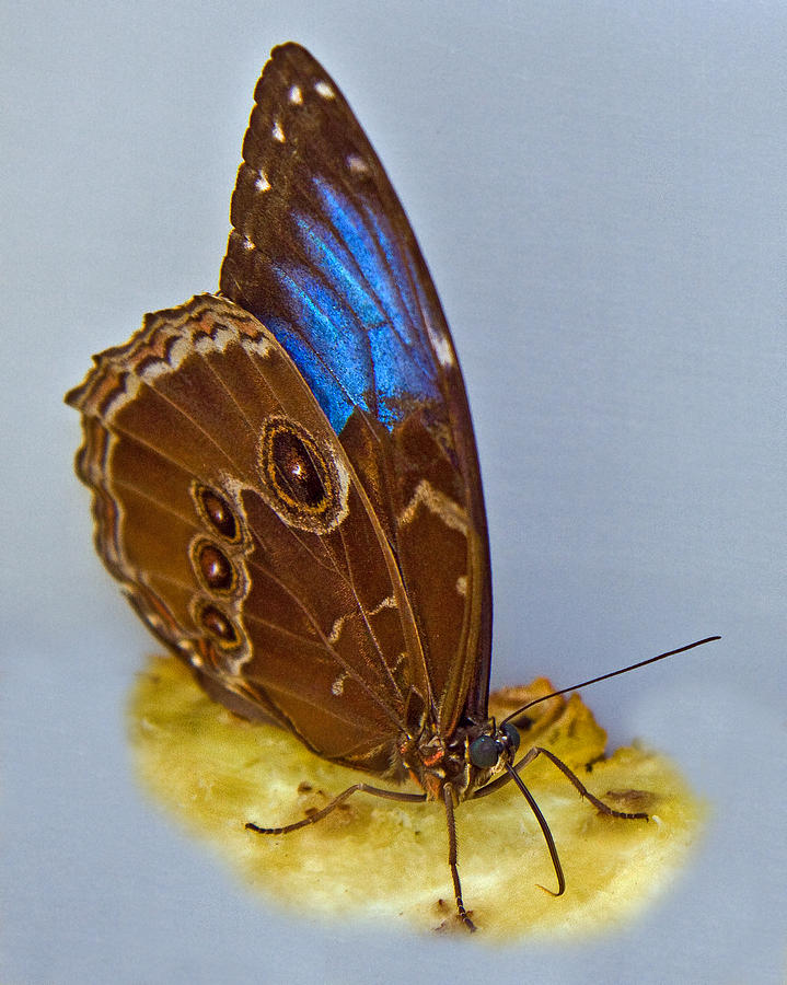 Blue Morpho Butterfly Photograph by Larry Linton