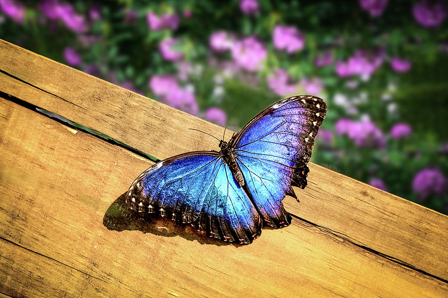 Blue Morpho Butterfly on a wooden board Photograph by Tim Abeln