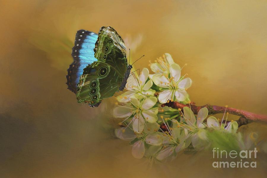 Blue Morpho Butterfly on White Flowers Photograph by Janette Boyd