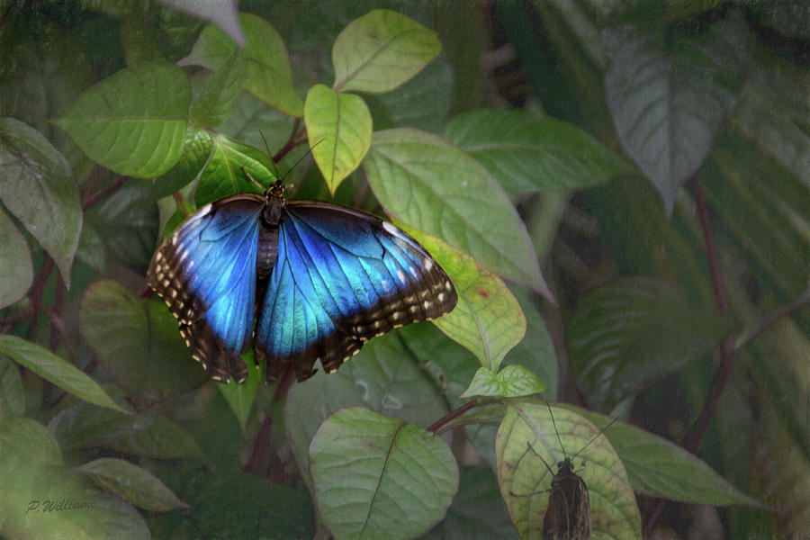 Blue Morpho Butterfly Photograph by Pamela Williams