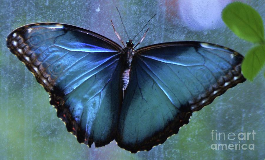 Blue Morpho Butterfly Portrait Photograph by Marcus Dagan