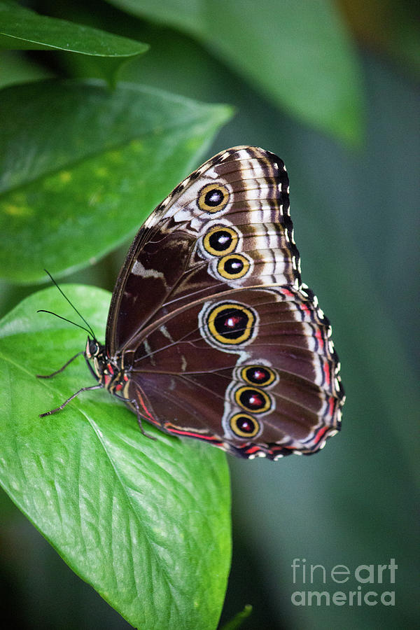 Blue Morpho Butterfly Resting Photograph by Sharon McConnell
