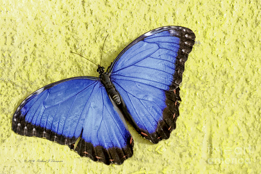 Blue Morpho Butterfly Photograph by Richard J Thompson