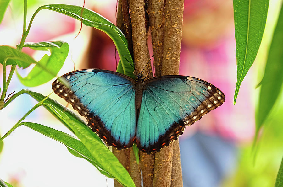 Blue Morpho Butterfly Photograph by Ronda Ryan
