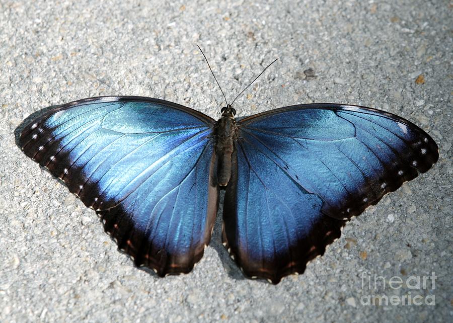 Blue Morpho Butterfly Photograph by Sabrina L Ryan