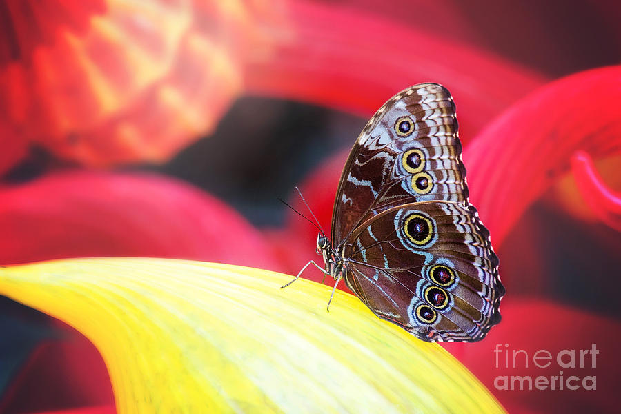 Blue Morpho Butterfly Photograph by Sharon McConnell