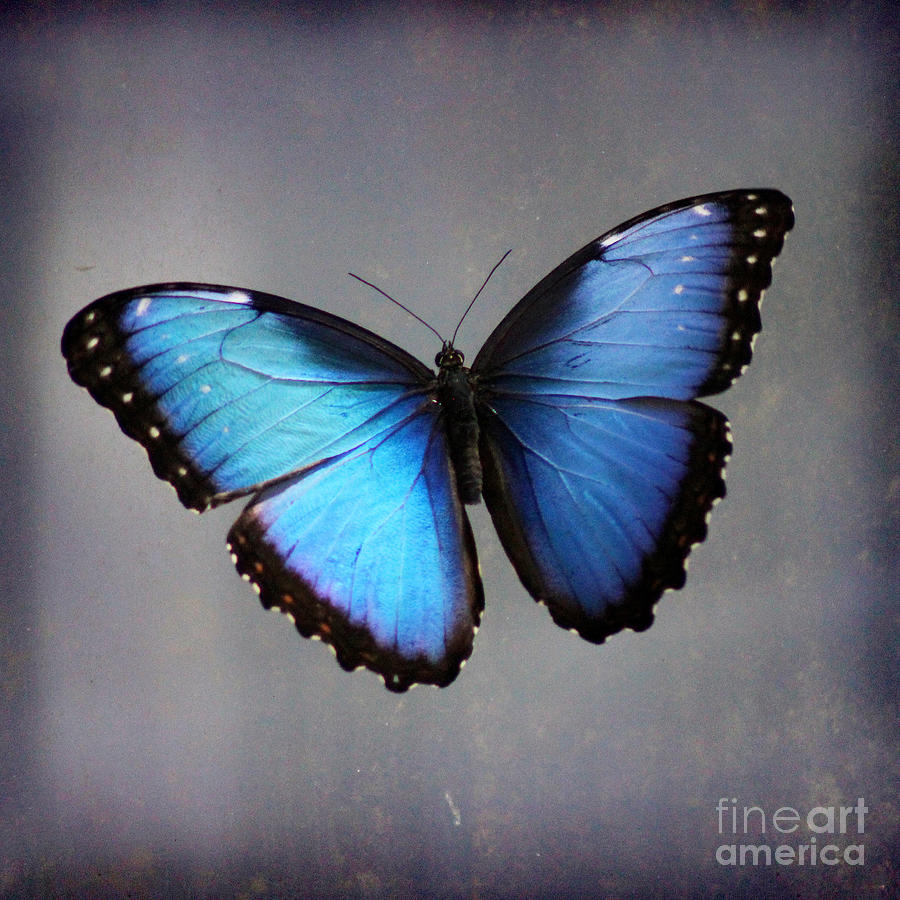 Blue Morpho Butterfly Square Photograph by Karen Adams