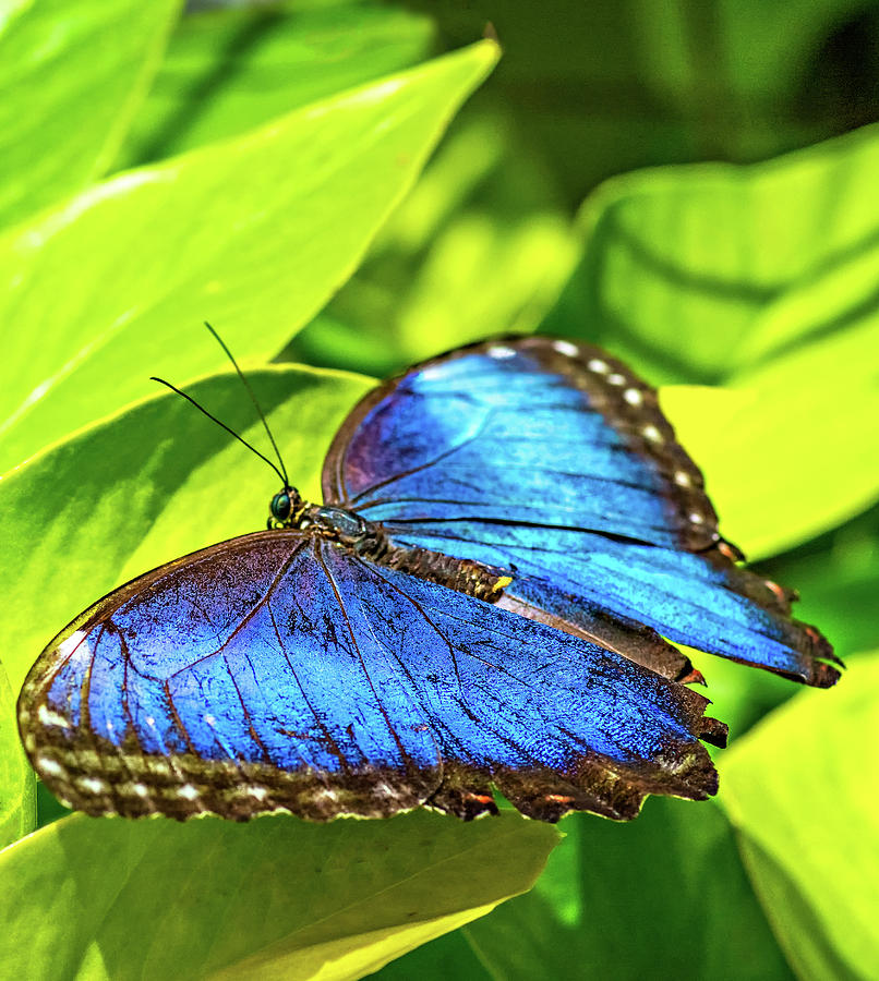 Blue Morpho Butterfly Photograph by Steve Harrington