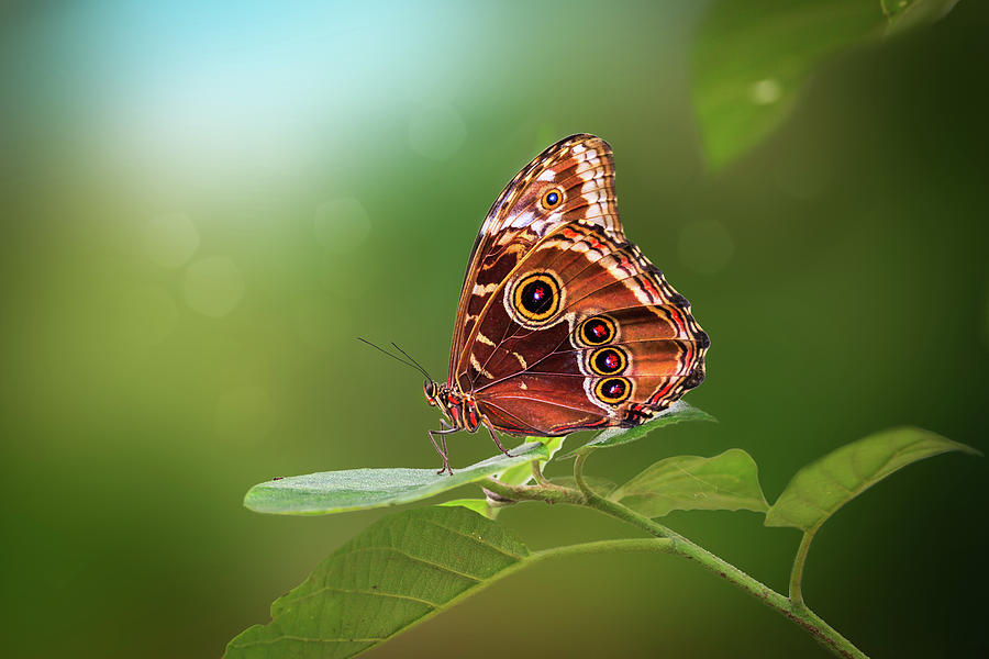 Blue Morpho Butterfly Photograph by Tim Abeln