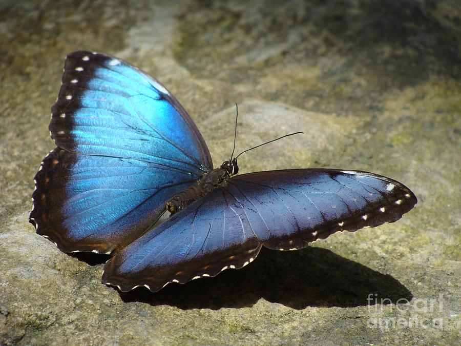 Blue Morpho Butterfly Two Photograph by Janette Boyd