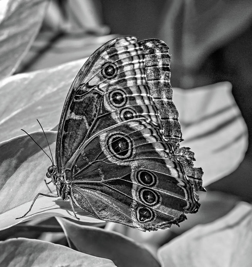 Blue Morpho Butterfly Underside bw Photograph by Steve Harrington