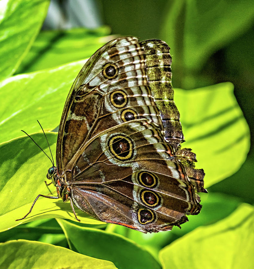Blue Morpho Butterfly Underside Photograph by Steve Harrington