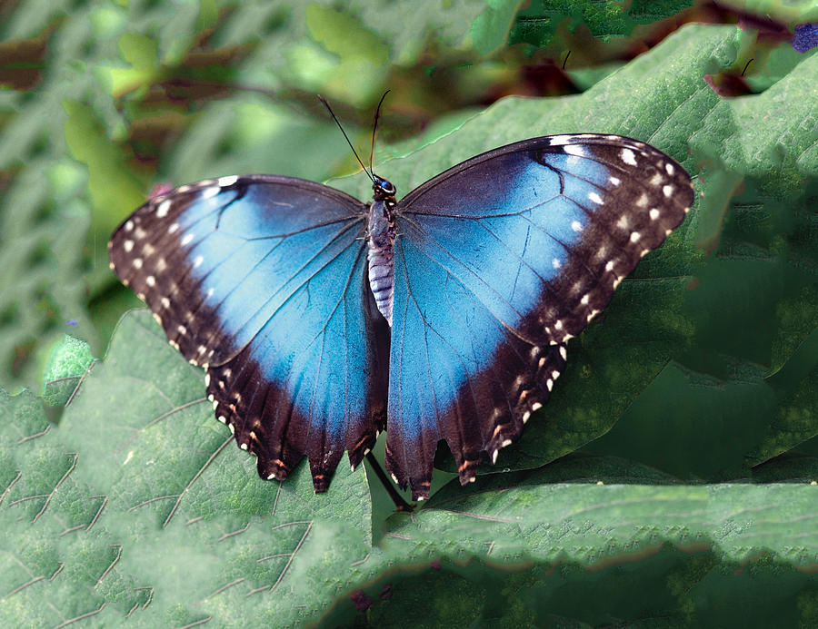 Blue Morpho Butterfly Photograph by William Bitman