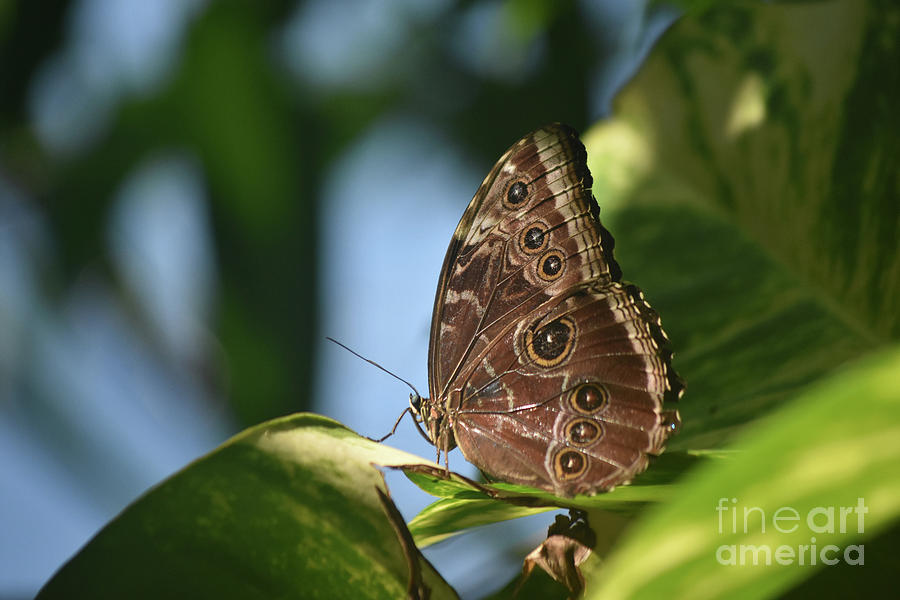 Blue Morpho Butterfly with Eyespots on His Wings Photograph by DejaVu ...