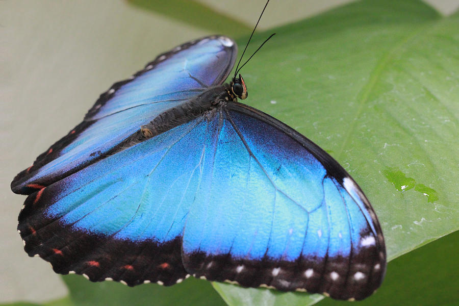 Blue Morpho Butterfly with Opened Wings Photograph by Angela Murdock
