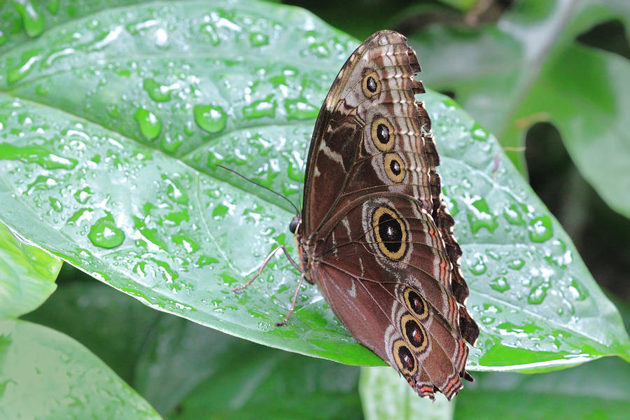 Blue Morpho Butterfly with Raindrops Photograph by Angela Murdock