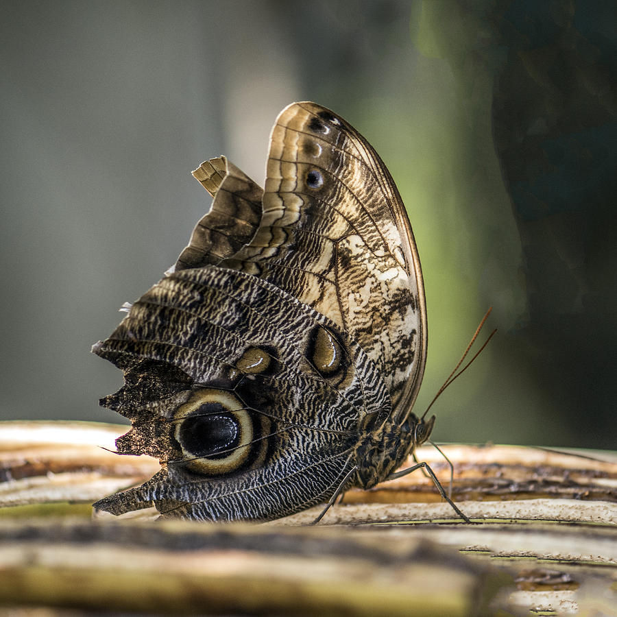 Blue Morpho Butterfly With Wings Up Photograph by William Bitman