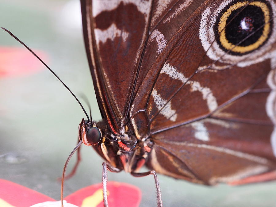 Blue Morpho in Disguise Photograph by Jessica Myscofski