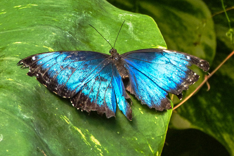 Blue Morpho Photograph by Jeanette Wygant - Fine Art America