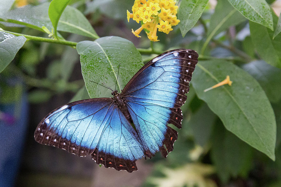 Blue Morpho Photograph by Meggan Florell - Fine Art America