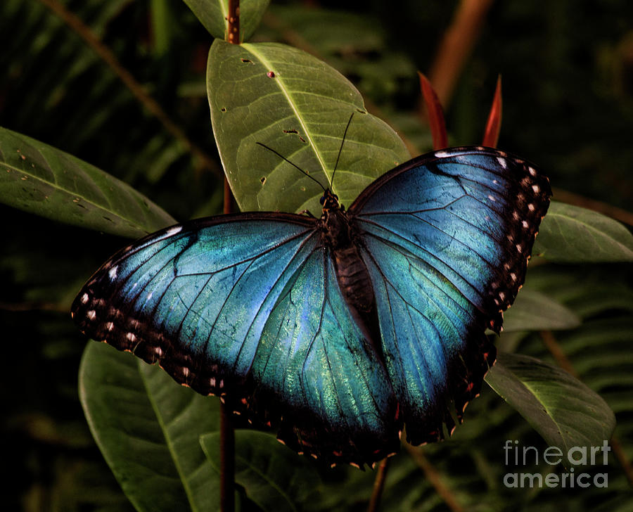 Blue Morpho Butterfy on leaves Photograph by Ruth Jolly