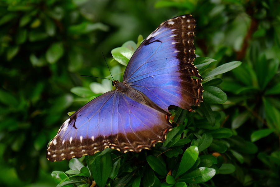 Blue Morpho Butterfly #2 Photograph by Ronda Ryan