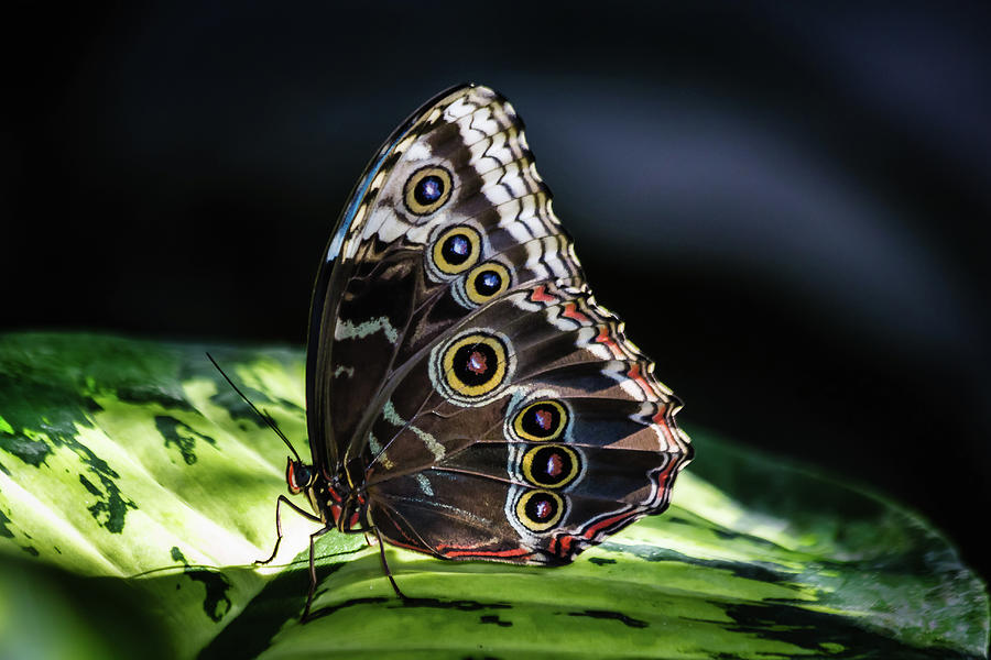 Blue Morpho Photograph by SAURAVphoto Online Store