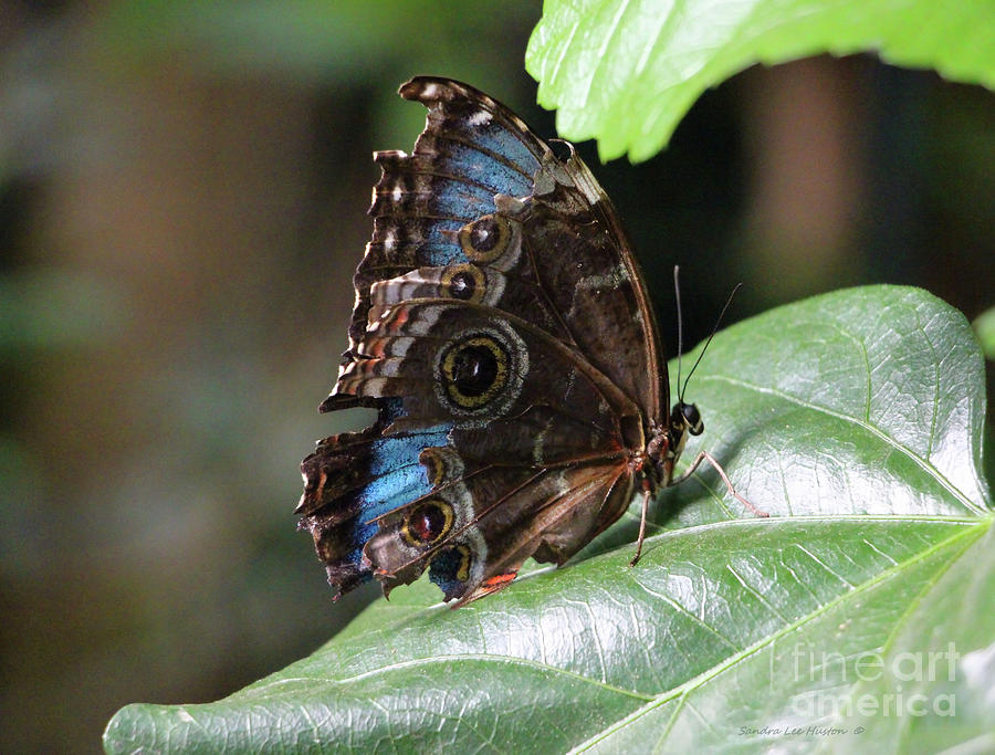 Blue Morpho Butterfly, Side View Photograph by Sandra Huston