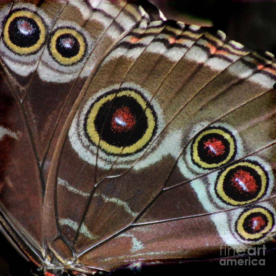 Blue Morpho Wing Square Photograph by Karen Adams