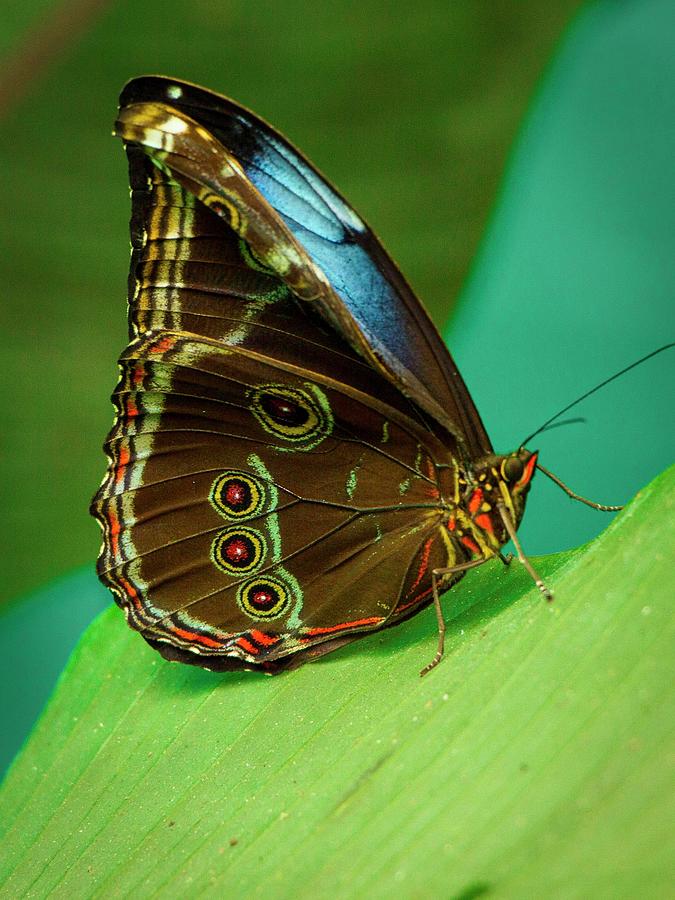 Blue Morpho Butterfly, Wings Closed Photograph by Venetia Featherstone-Witty
