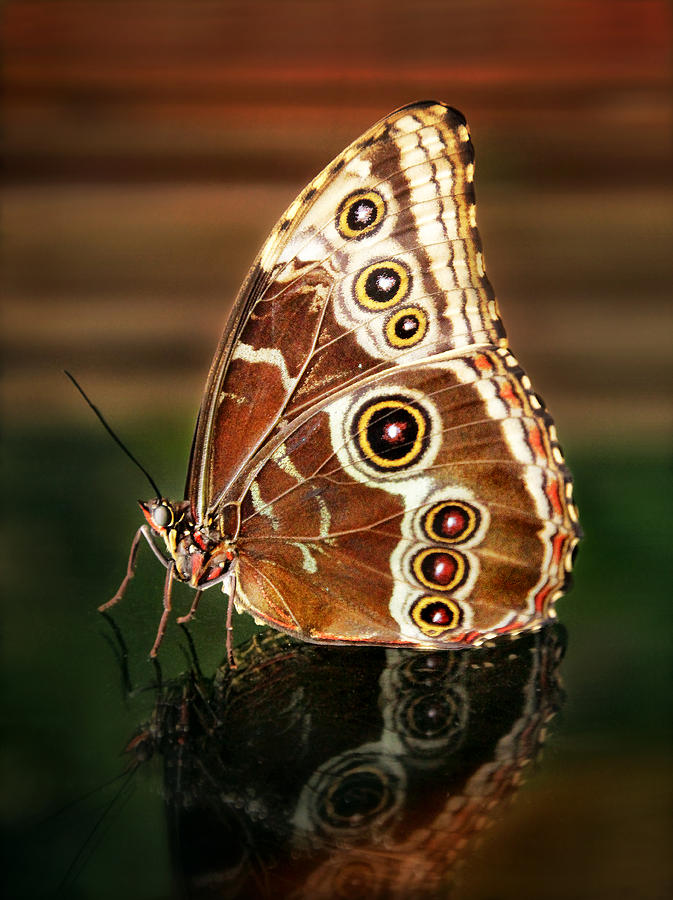 Blue Morpho with Closed Wings Photograph by Carolyn Derstine - Fine Art ...
