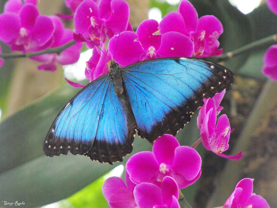 Blue Morpho With Flowers Photograph by Ginger Repke