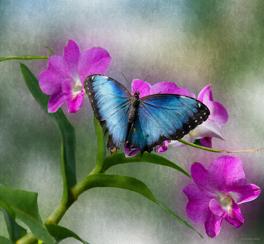 Blue Morpho with orchids Photograph by Bonnie Follett