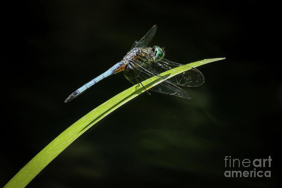 Blue Mosquitohawk Photograph by Sabrina L Ryan