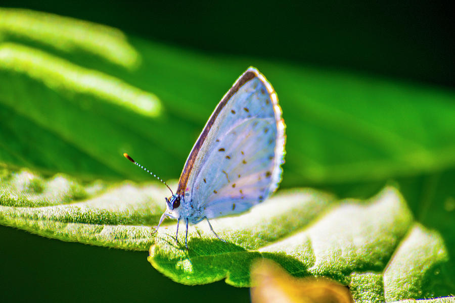 Blue Moth Photograph