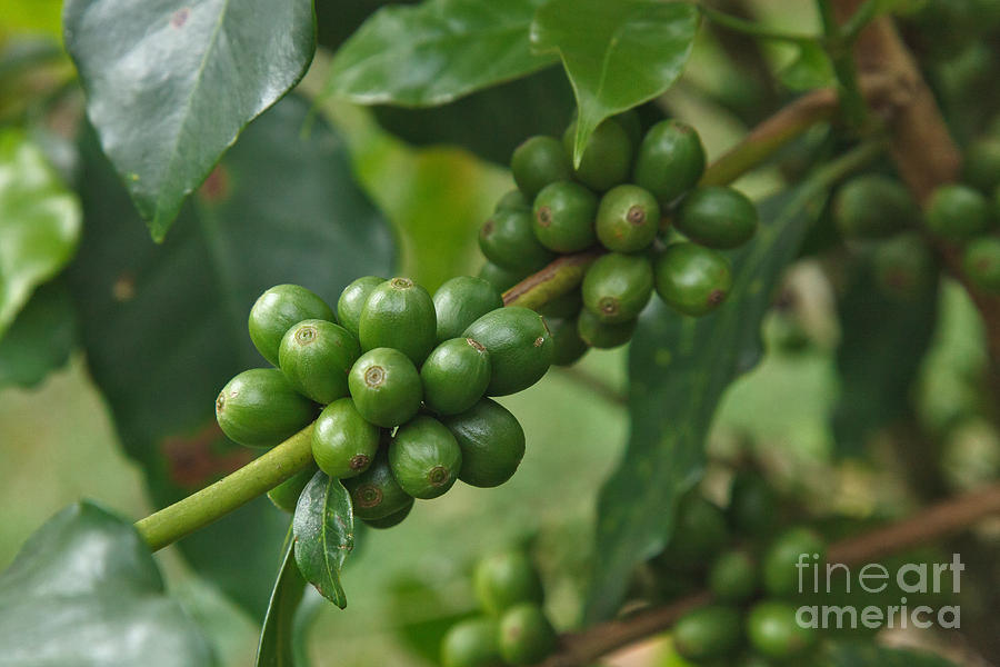 Blue Mountain Coffee by Charles Kozierok Blue Mountain Coffee by Charles Kozierok